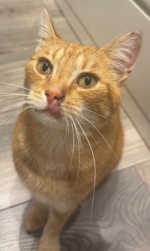 Hauskatze, rot