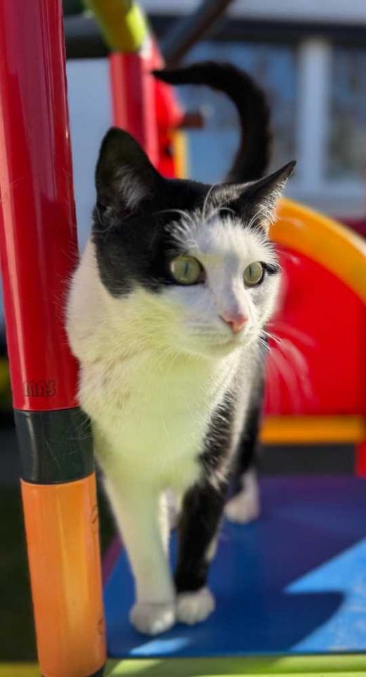 Hauskatze, schwarz-weiß