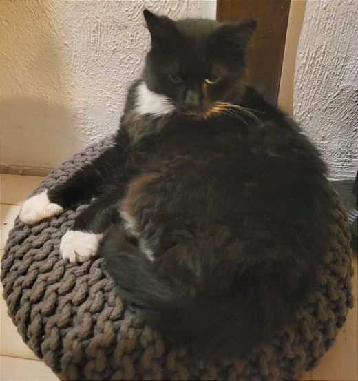 Norwegische Waldkatze, schwarz-weiß