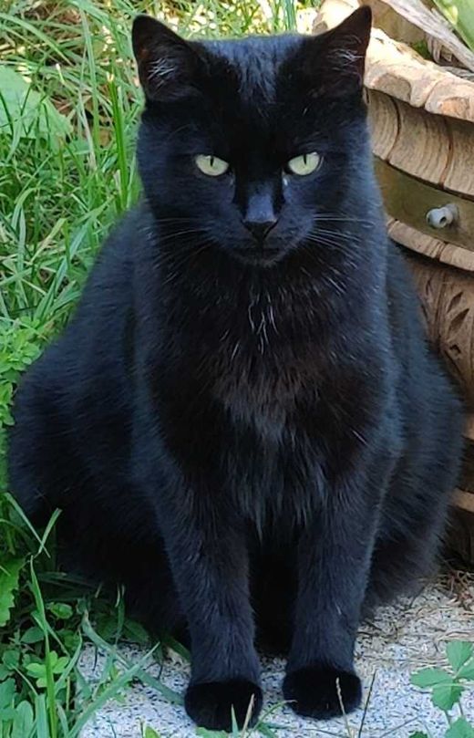 Europäisch Kurzhaar, schwarz