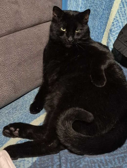 Europäisch Kurzhaar, schwarz