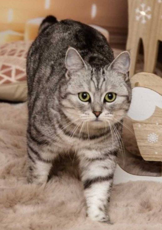 Wildkatze, Weis grau