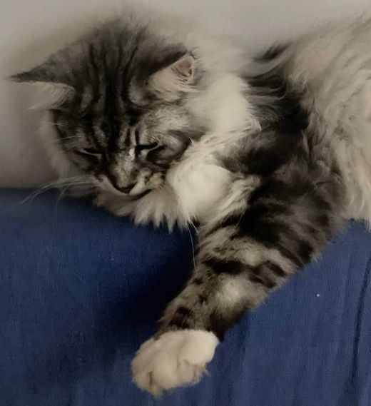 Maine Coon, schwarz-grau-weiß