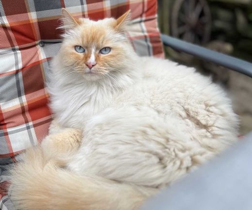 Ragdoll/Neva Masquarade-Mix, weiß/rot