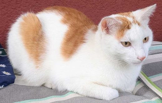 Hauskatze, weiß-rot