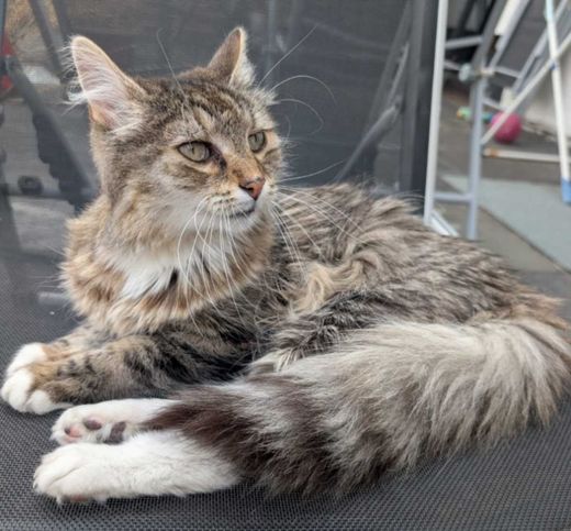 Maine Coon-Mix, grau mit weißen Abz.