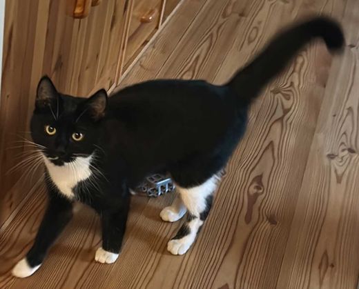 Mischling, schwarz mit weißen Abz.