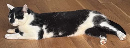 Europäisch Kurzhaar, Schwarz weiß