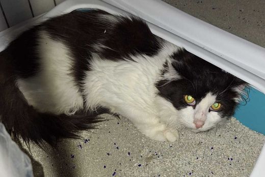Europäisch Kurzhaar-Maine Coon-Mix, Weiß schwarz