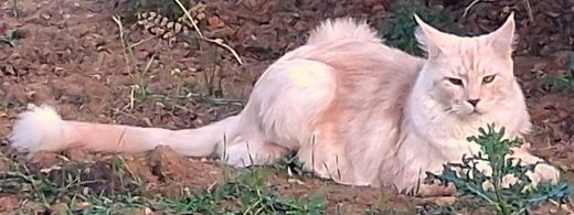 Maine Coon, rot-weiß