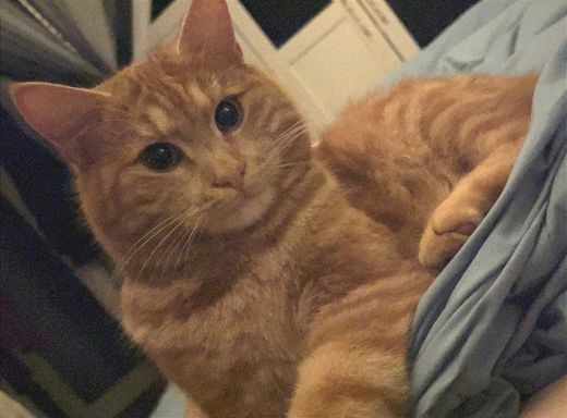 Hauskatze, orange