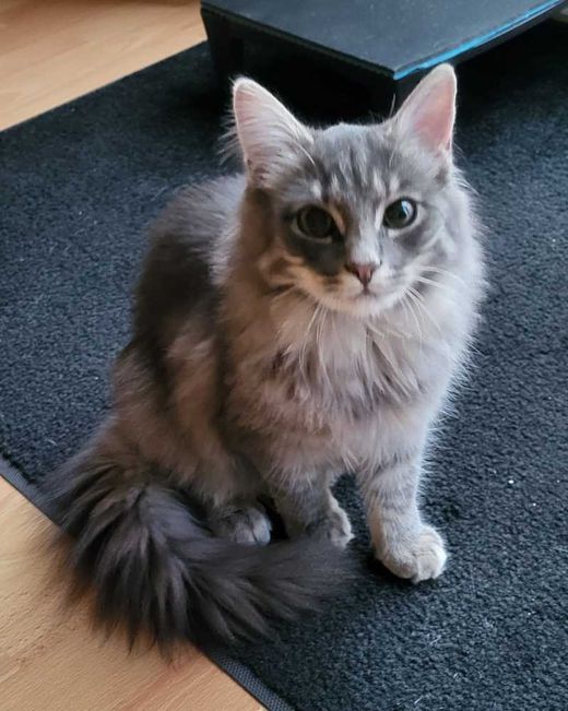 Norwegische Waldkatze-Europäisch Kurzhaar-Mix, grau