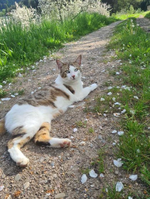 Hauskatze, weiß-schwarz-graut getige