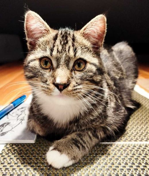 Main Coon-Mix, Grau/ Schwarz