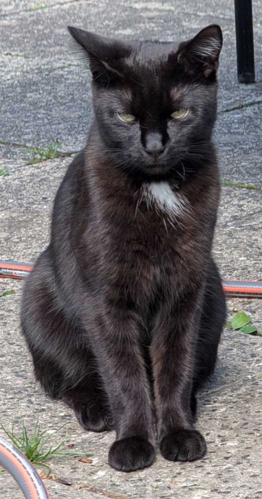 Hauskatze, schwarz