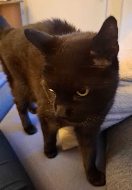 Mischling, schwarz