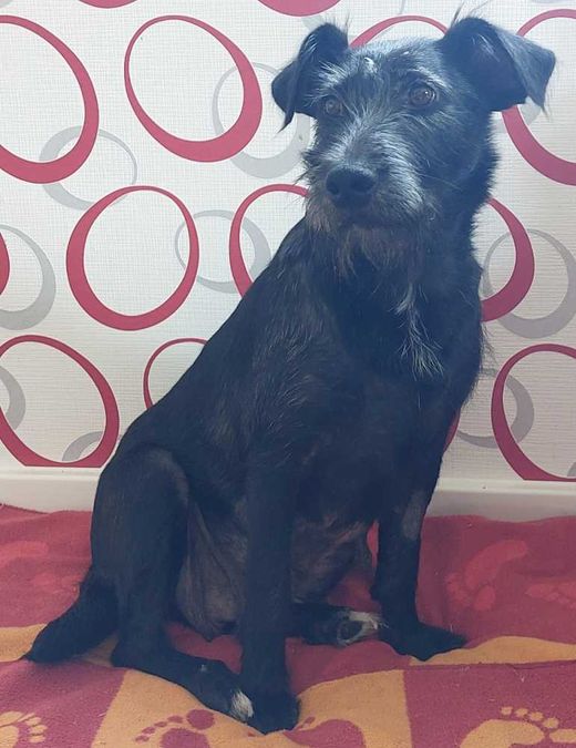 Schnautzer-Mix, schwarz