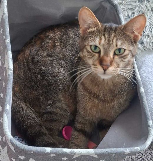 Hauskatze, schildpatt