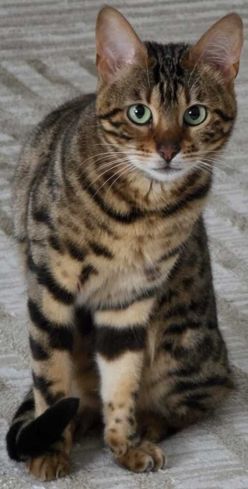Bengal Cat, spotted