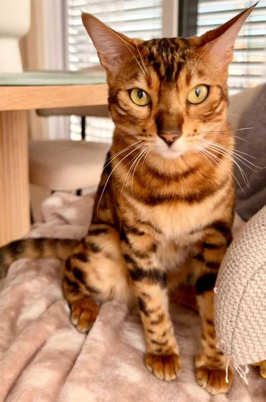 Bengal Cat, braun-beige spotted