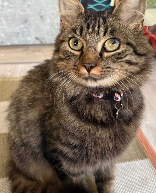 Langhaarkatze, getigert