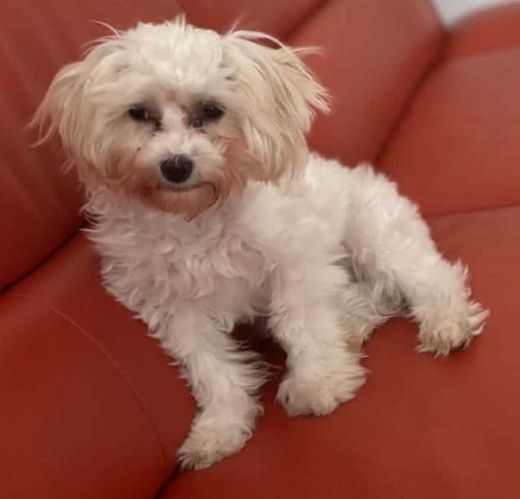 Bichon Maltais, alb
