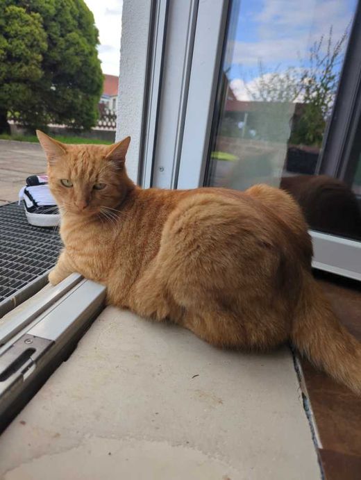 Hauskatze, rot