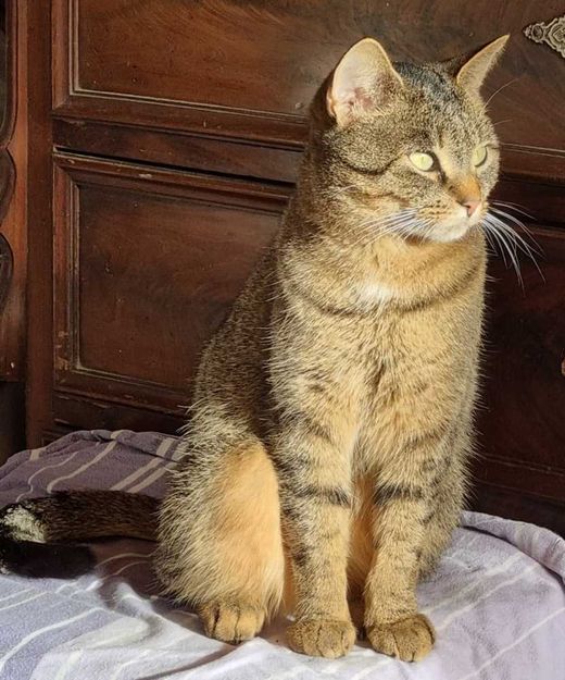 Hauskatze-Mix, Getigert