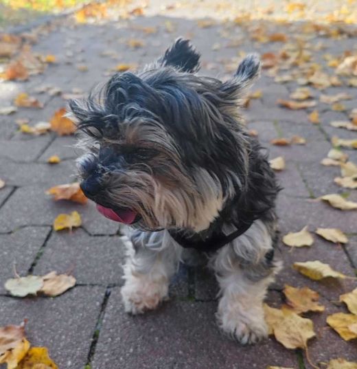 Mini Yorkshire Terrier, braun gemischt
