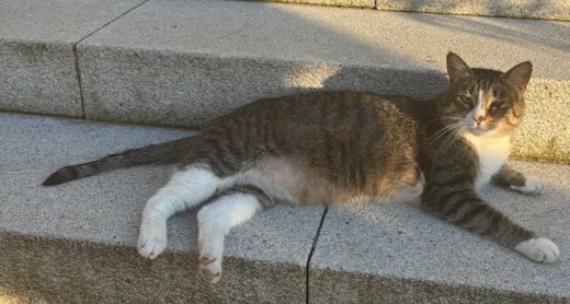 Hauskatze, getigert weiß