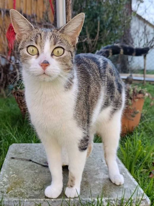 Europäisch Kurzhaar-Wildkatze-Mix, schwarz-grau getigert