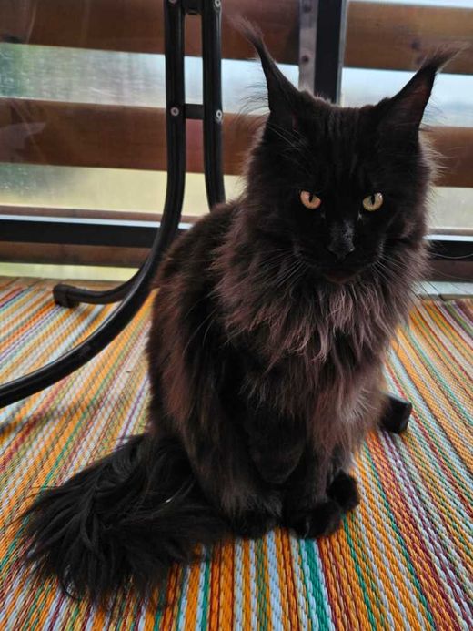 Maine Coon, Black-smoke