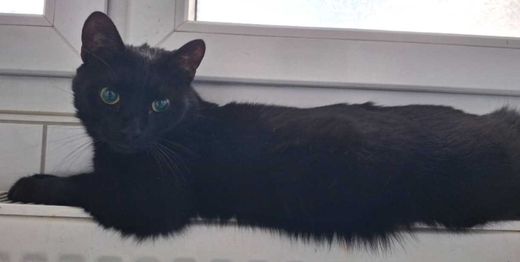 Hauskatze, schwarz