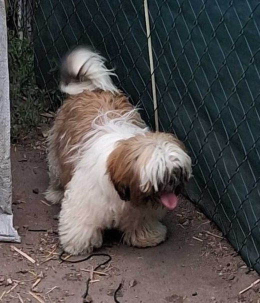 Shih Tzu, tricolor