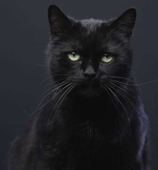 Europäisch Kurzhaar, schwarz
