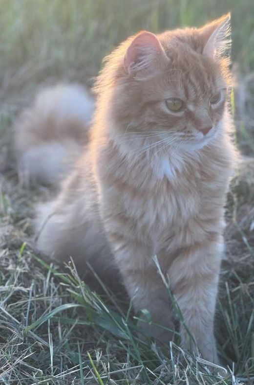 Maine Coon-Mix, rot mit weißen Abz.