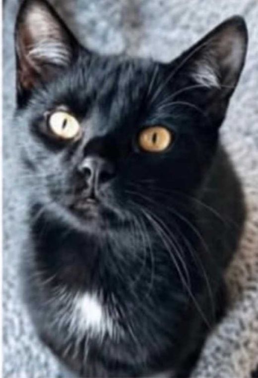 Hauskatze, schwarz