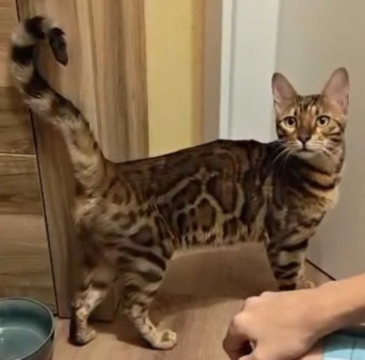 Bengal Cat, Golden Spotted