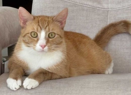 Hauskatze, rot mit weißen Abz.