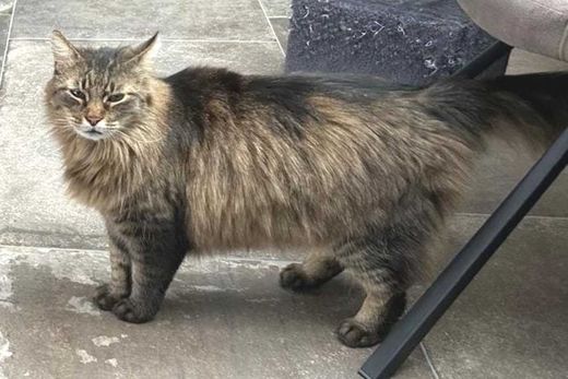 Maine Coon-Mix, getigert