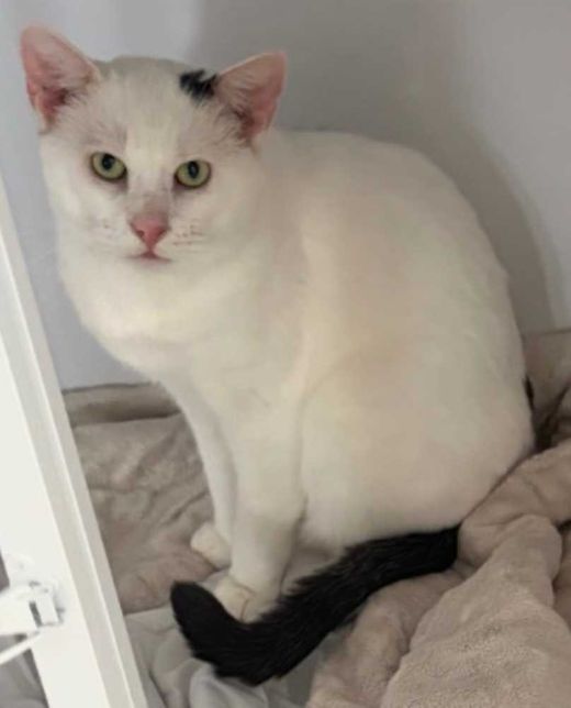 Europäisch Kurzhaar, white schwarz