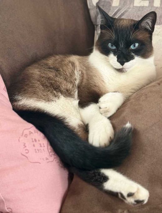 Snowshoe Siam, cappuccino