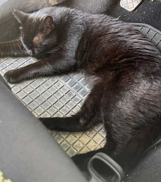 Hauskatze, schwarz