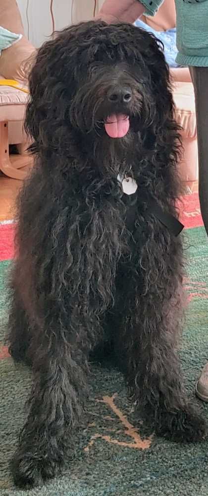 Labradoodle-Mix, schwarz