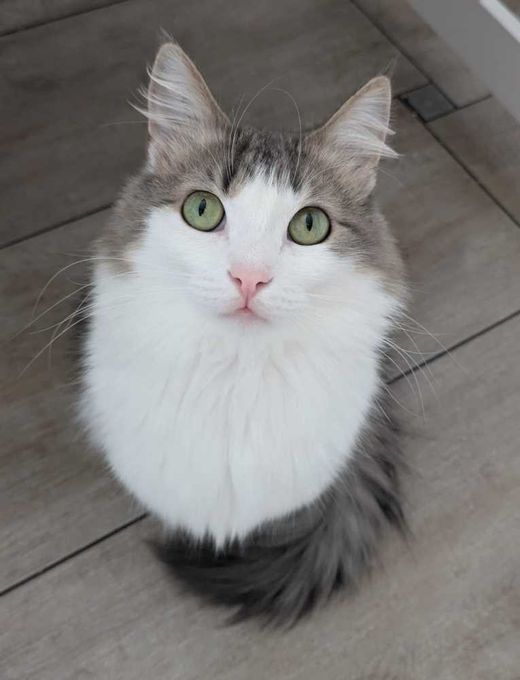 Langhaarkatze-Mix, grau-weiß