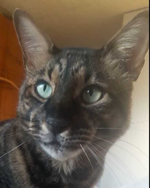 Savannah-Cat, black spotted tabby
