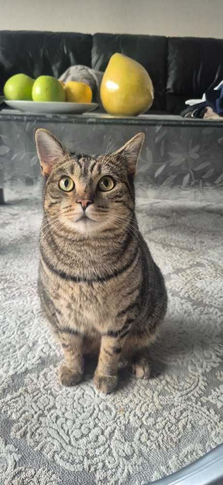Britisch Kurzhaar-Bengal Cat-Mix, grau-schwarz getigert