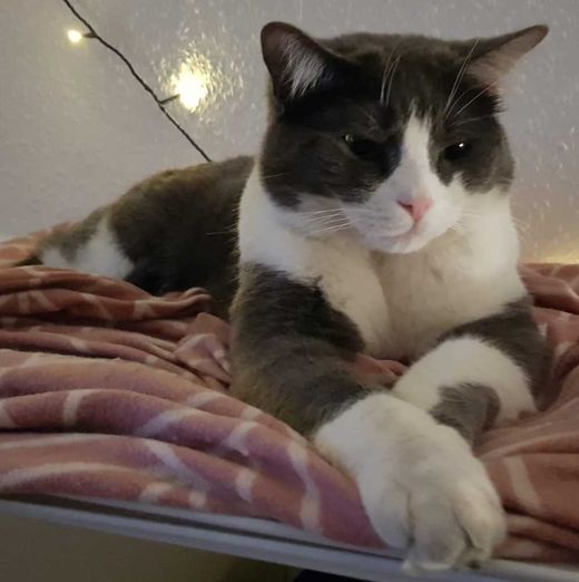 Mischling, tuxedo grau mit weiß