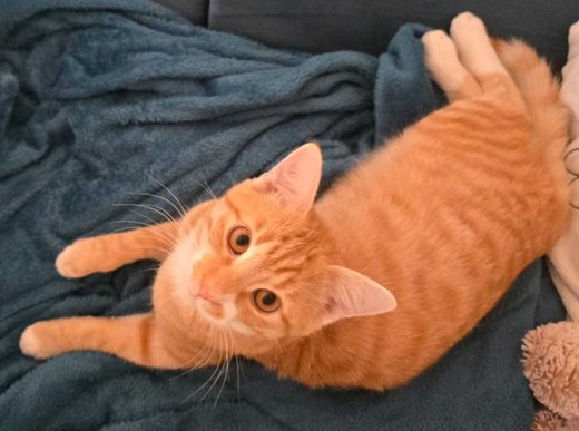 Europäisch Kurzhaar, orange getigert
