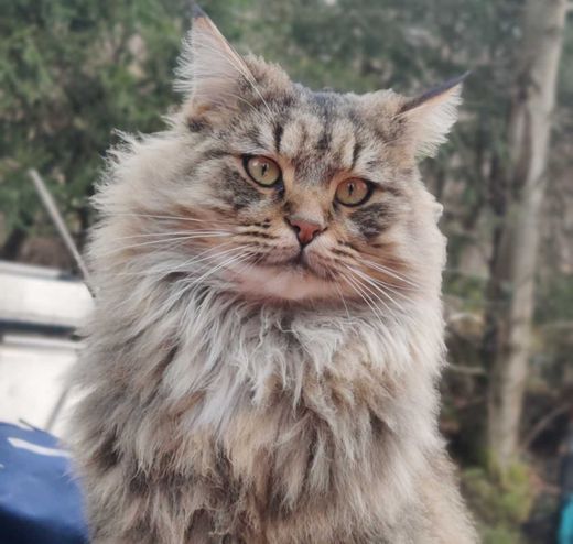 Maine Coon-Mix, grau getigert